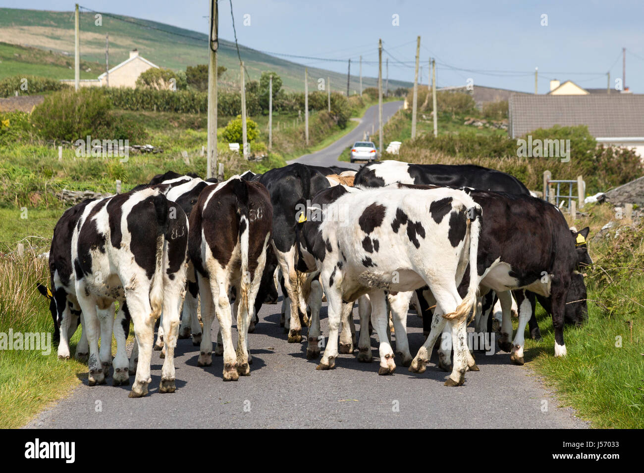 Vacche sulla strada, Valentia Island, nella contea di Kerry Irlanda Foto Stock