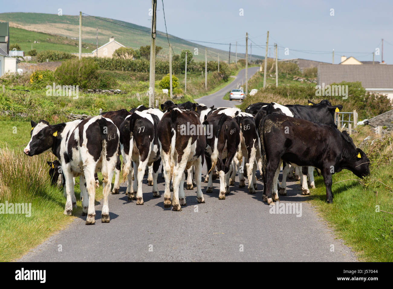 Vacche sulla strada, Valentia Island, nella contea di Kerry Irlanda Foto Stock