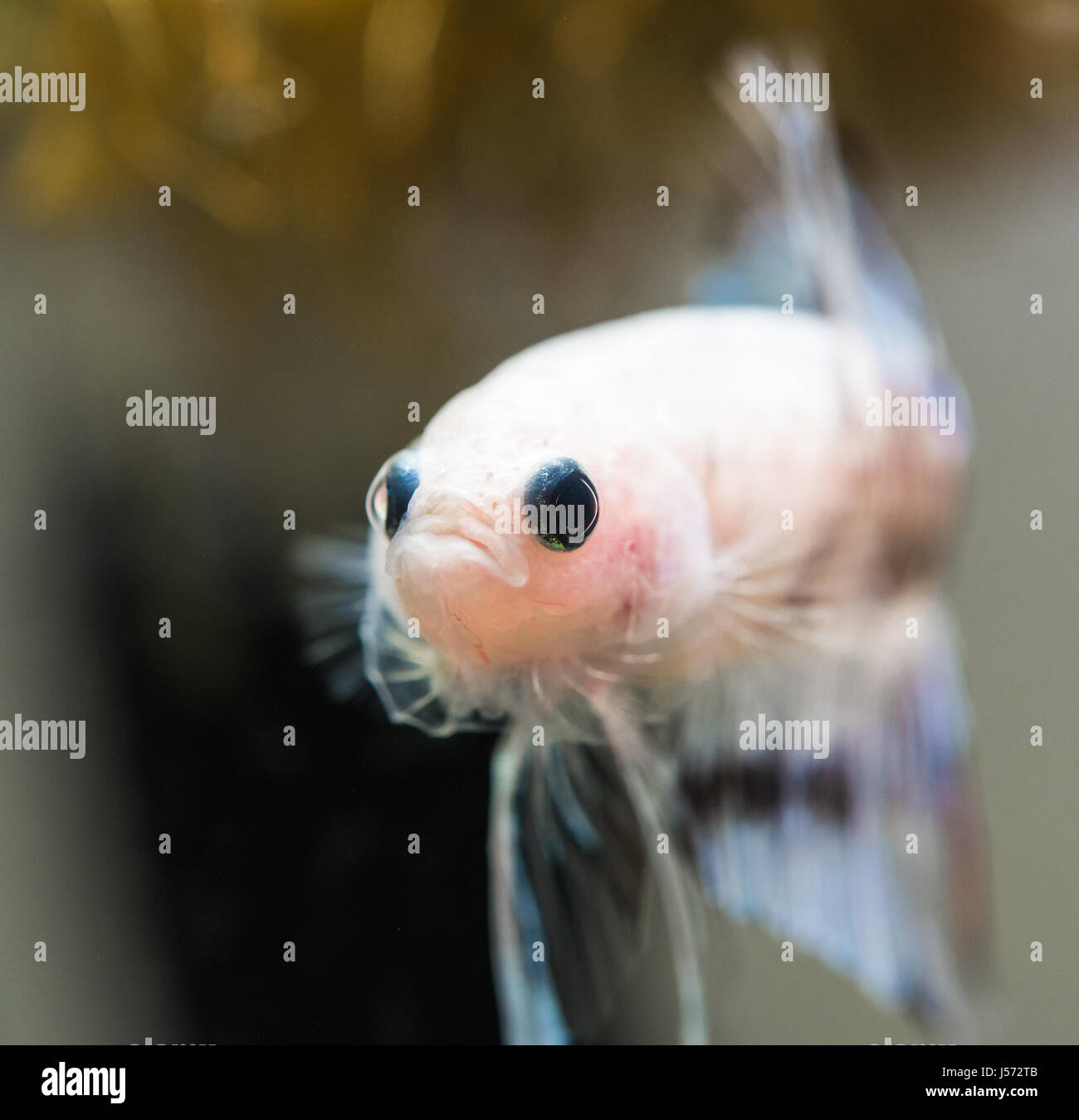 Maschio di marmo di cellophane mezza luna Betta splendens Foto Stock