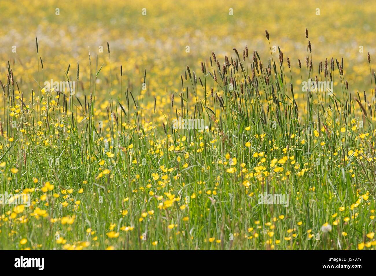 Corridoio bloom blossom fiorire fiorente campo vuoto caucasici europei Foto Stock