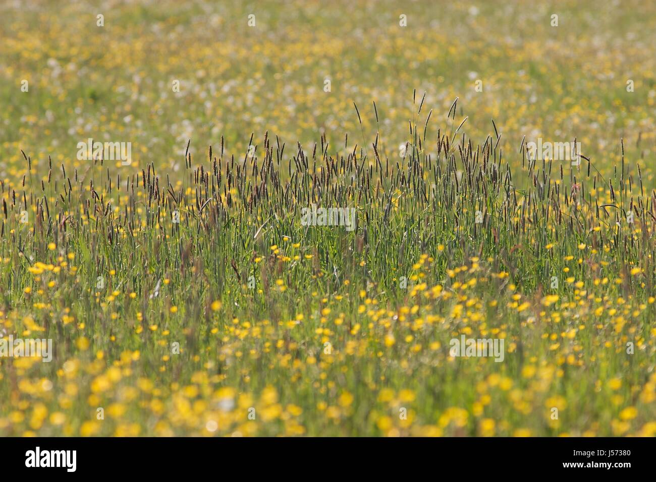 Corridoio bloom blossom fiorire fiorente campo vuoto caucasici europei Foto Stock