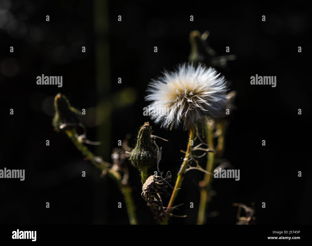 Fluffy sow-thistle testa su uno sfondo scuro Foto Stock