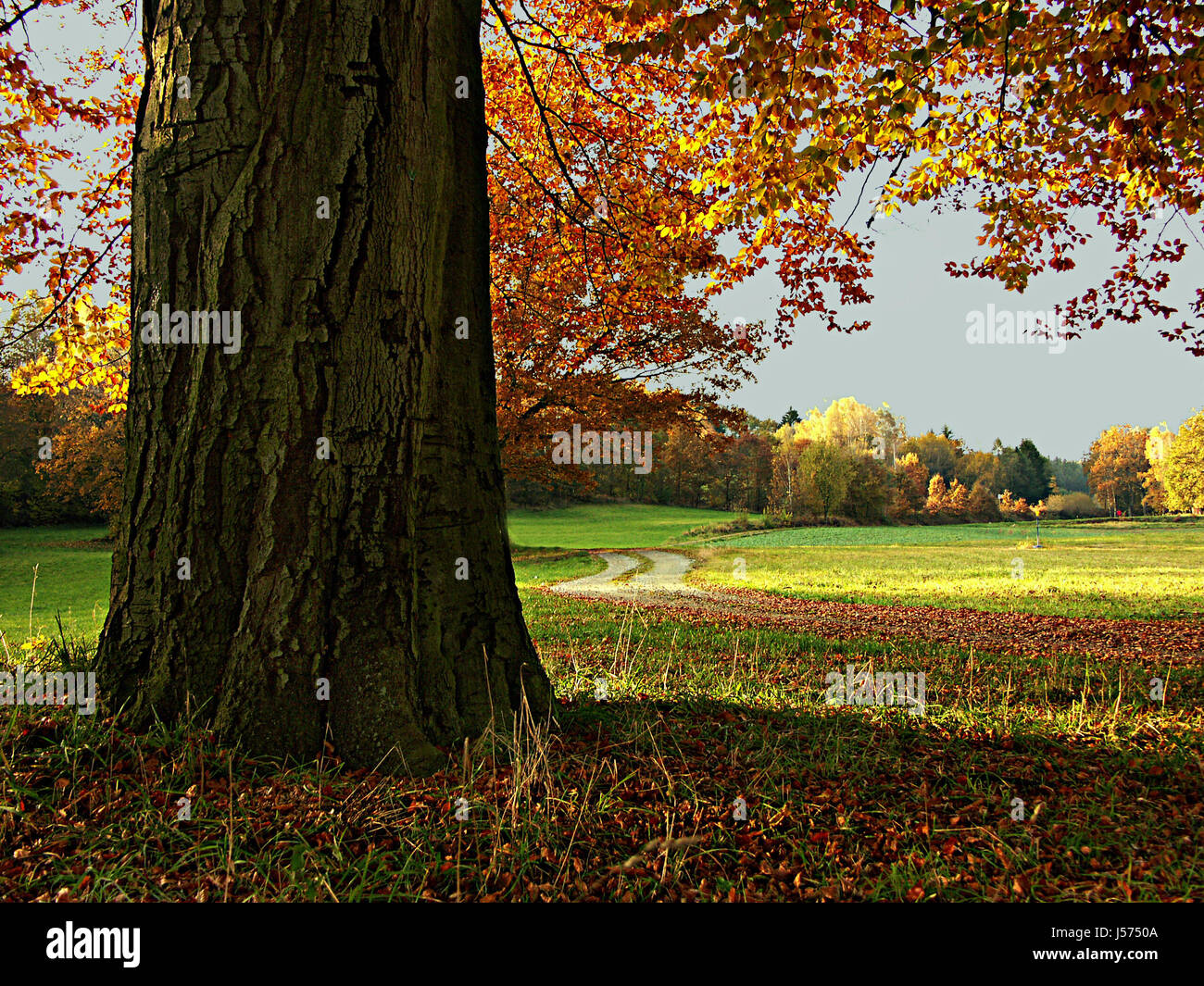 Presto è autunno ... Foto Stock