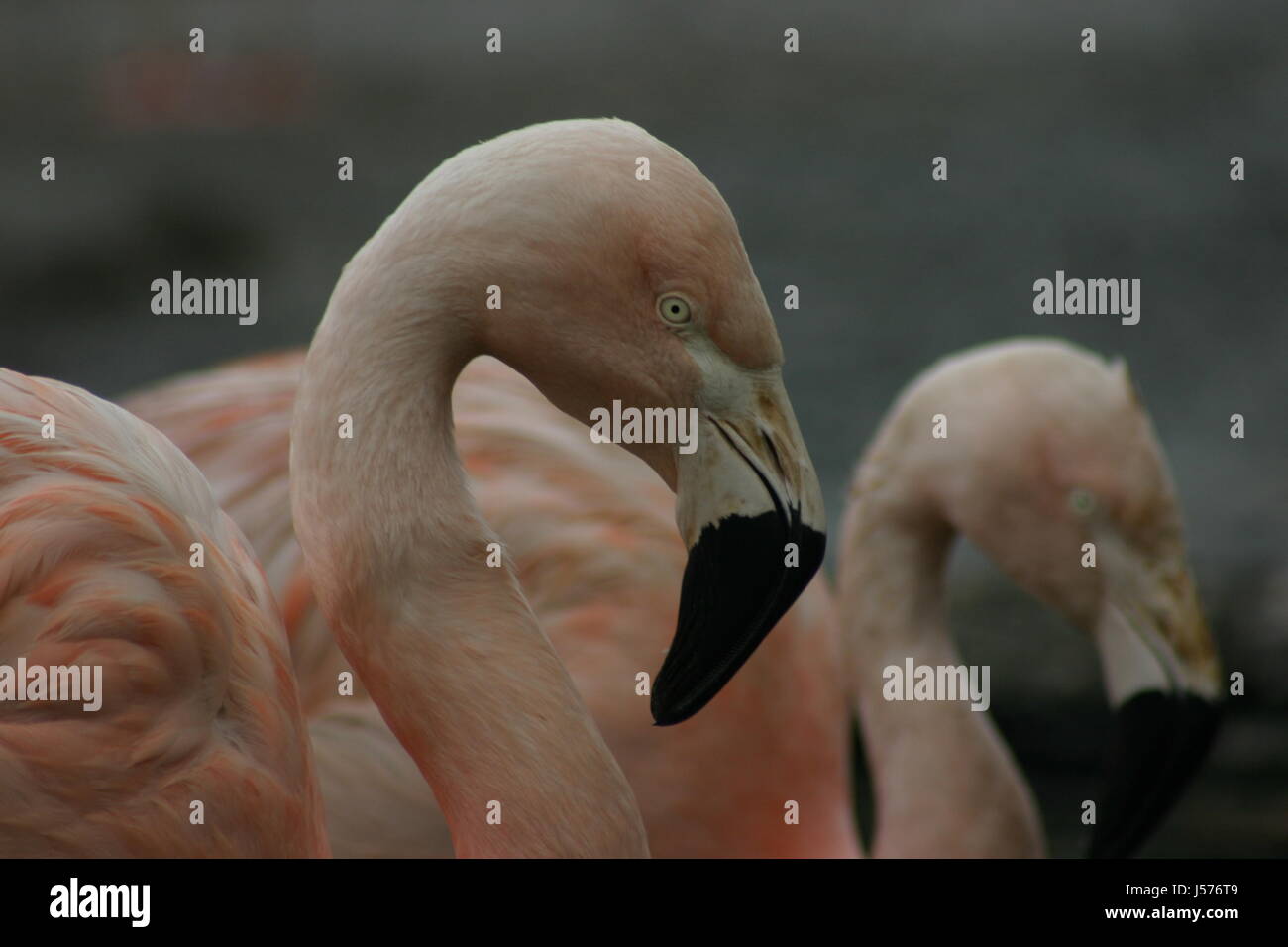 alter ego Foto Stock