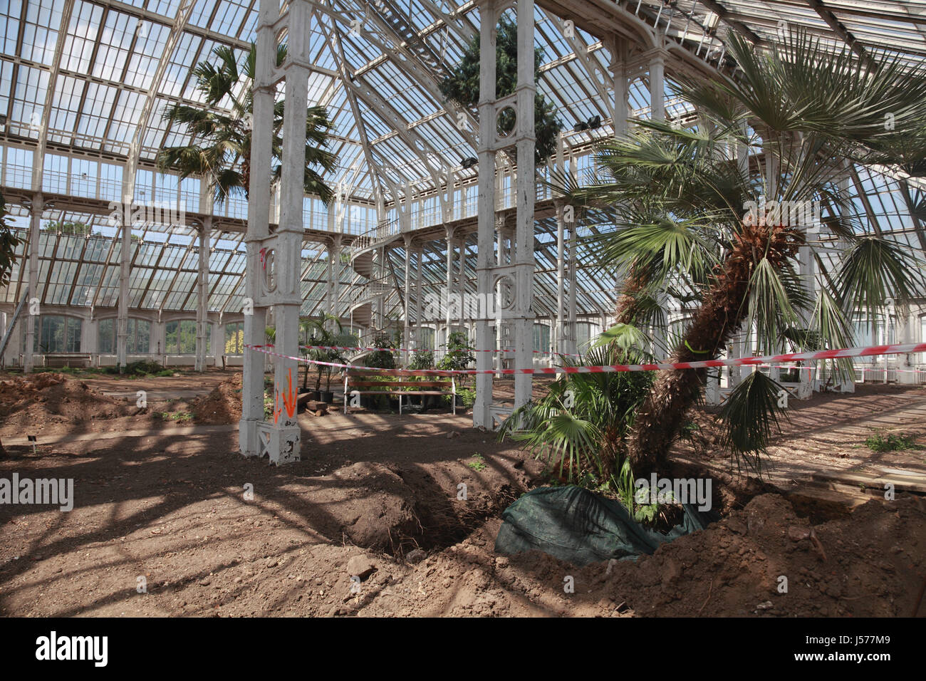 Le prime fasi del restauro della casa temperate a Kew Gardens, con la rimozione di alberi e piante Foto Stock