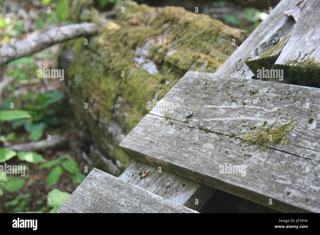 Scaletta di foresta Foto Stock