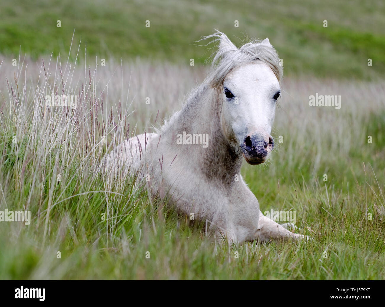 Un bianco di Gower ponie comune, Equus caballus, sdraiato inhe erba sulla penisola aGower comune, Wales, Regno Unito Foto Stock