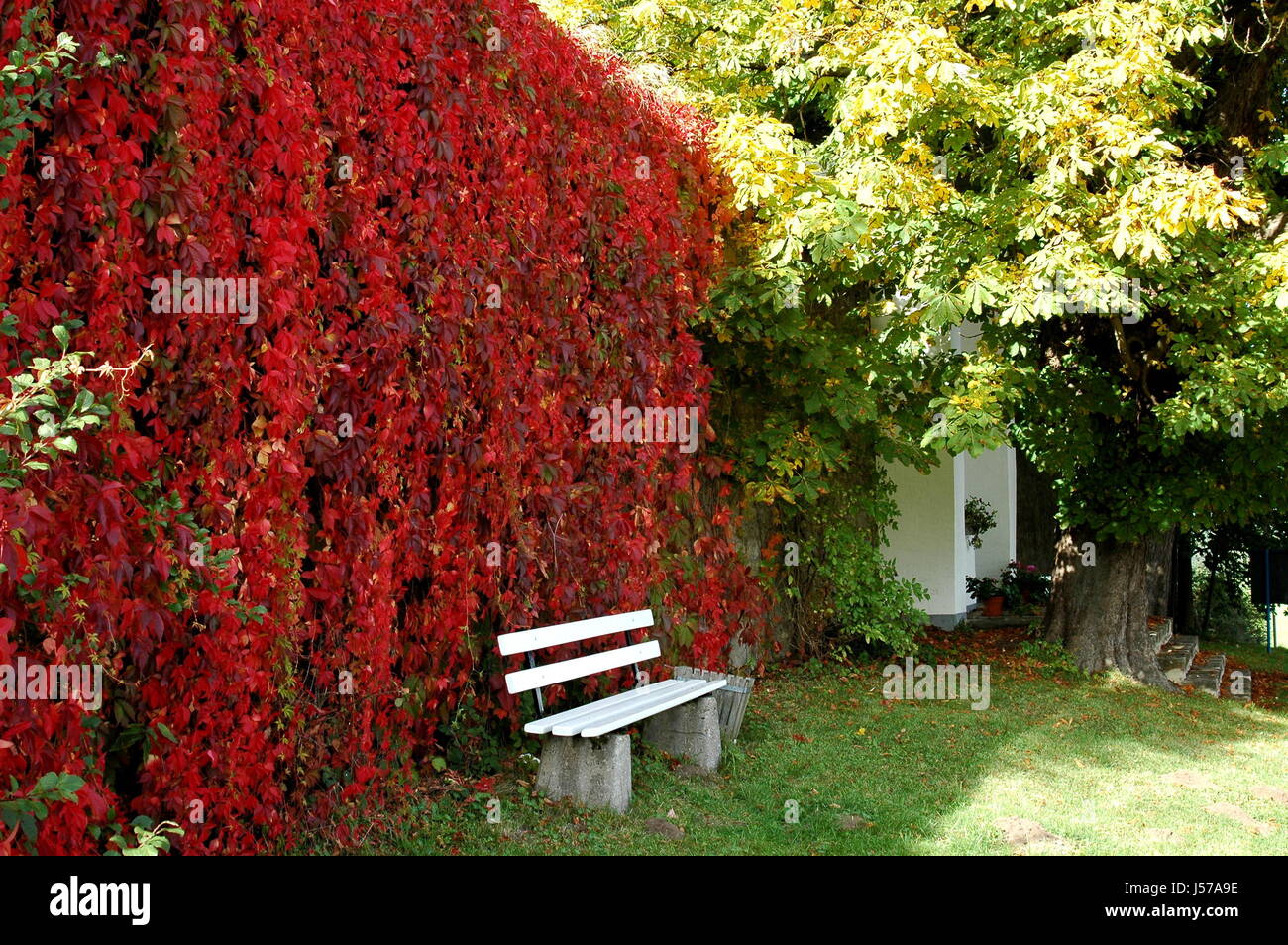 Struttura di parete autunnali di foglie di vite viticci cestino gettacarte sedile caduta da banco Foto Stock