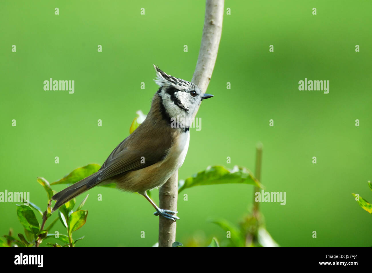 Uccelli uccelli selvatici mondo animale cantando-bird bobolinks natura haubenmeisen Foto Stock