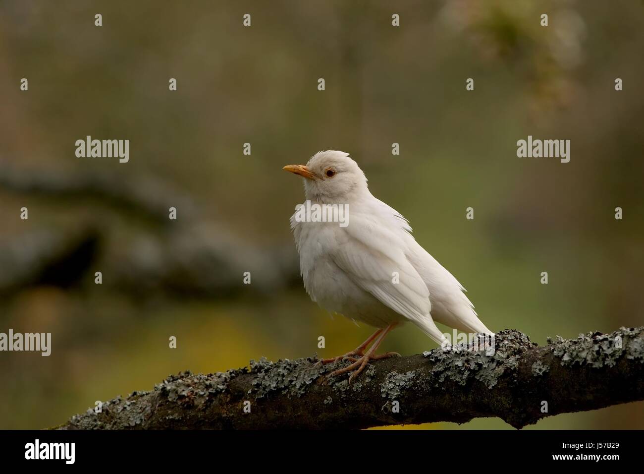 Uccello maschio verde uccelli maschile bianco caucasico europea tele blackbird Foto Stock