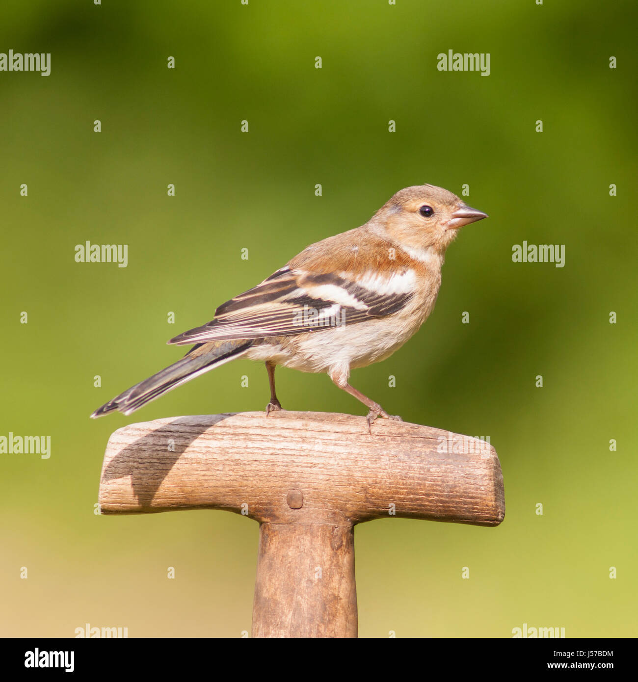 Una femmina (fringuello Fringilla coelebs) nel Regno Unito Foto Stock
