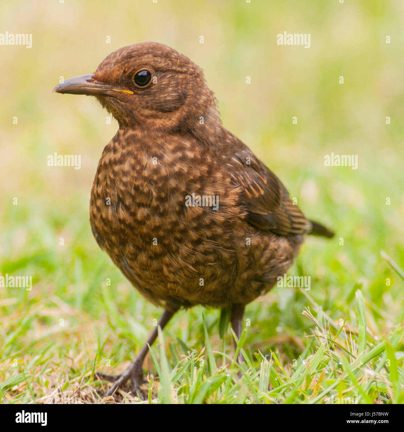 Una femmina di Merlo (Turdus merula) nel Regno Unito Foto Stock