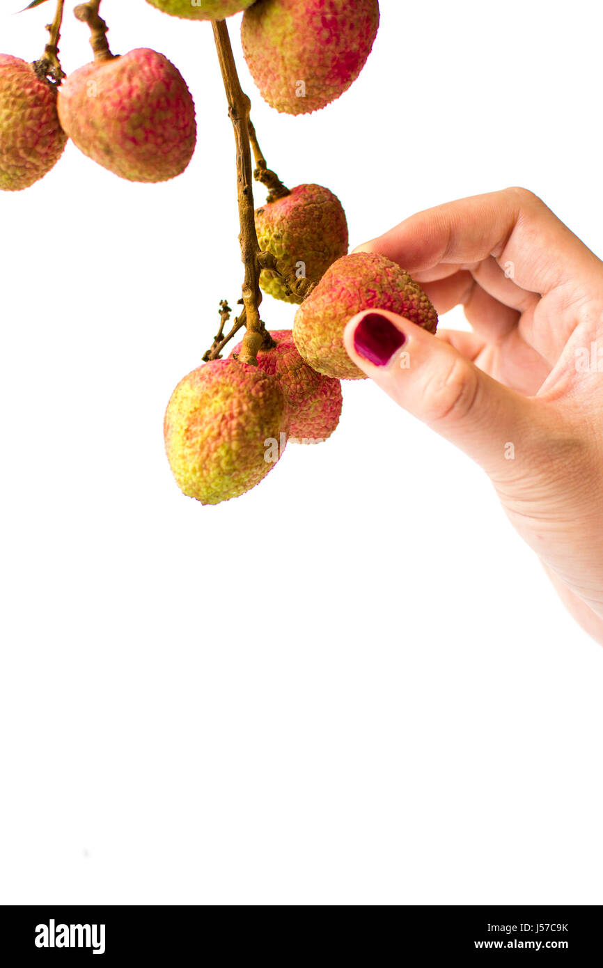 Femmina di raccolta a mano lychee frutti da un ramo Foto Stock