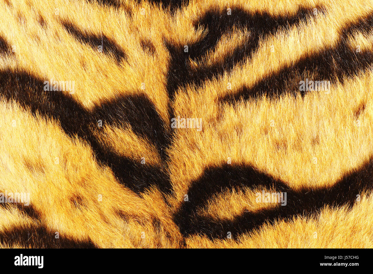 Close up di tiger strisce nere sulla pelliccia, animale pelt texture reali Foto Stock