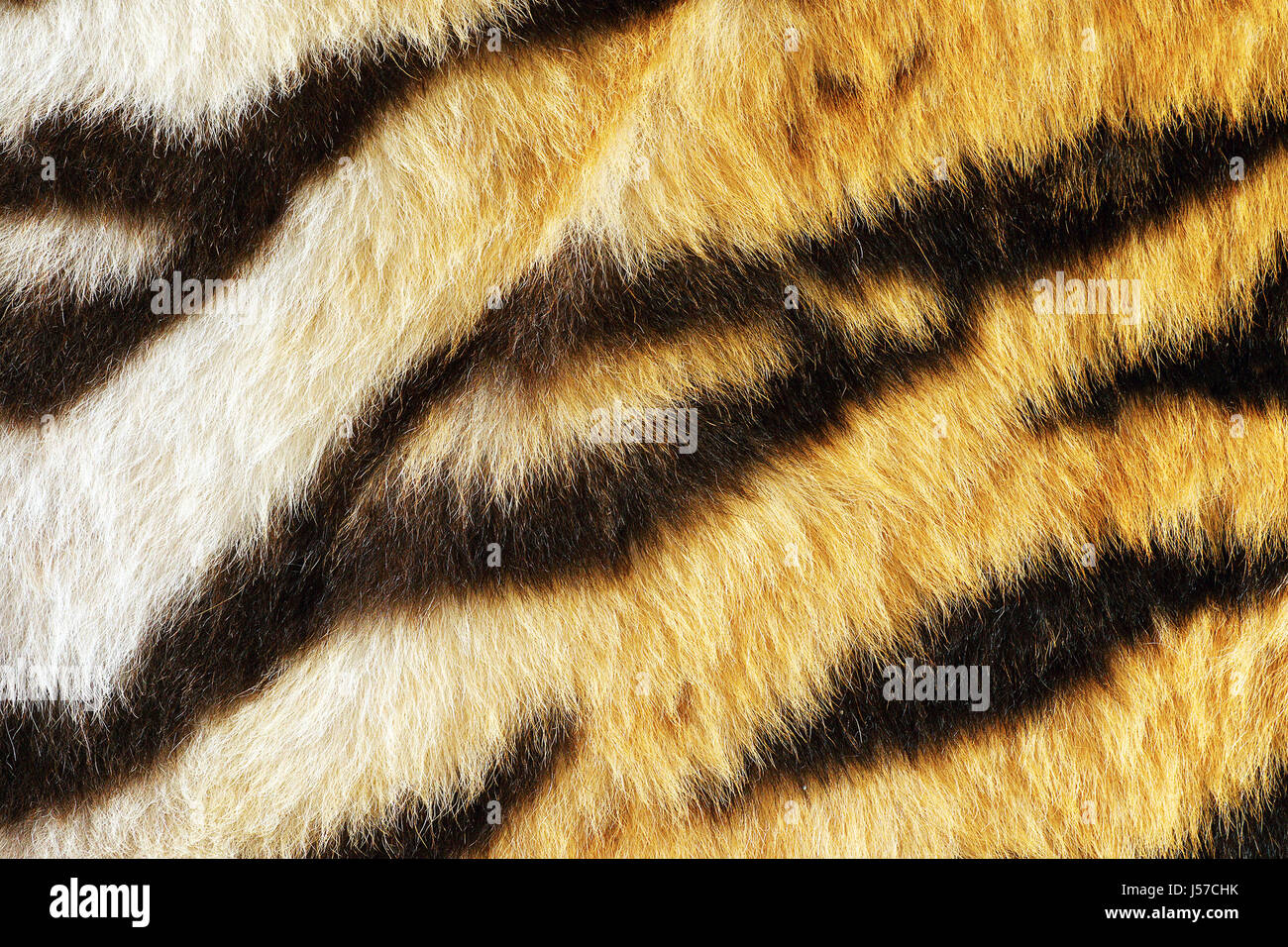 Primo piano della pelliccia di tigre con belle strisce, real texture della pelle non conciata animale Foto Stock