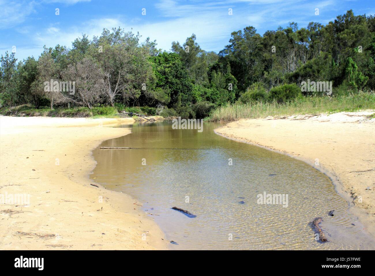 Creek e albero canopy con il fiume. Stream e fitta copertura forestale. Paesaggio del fiume australiano o creek che scorre nella boccola. Foto Stock