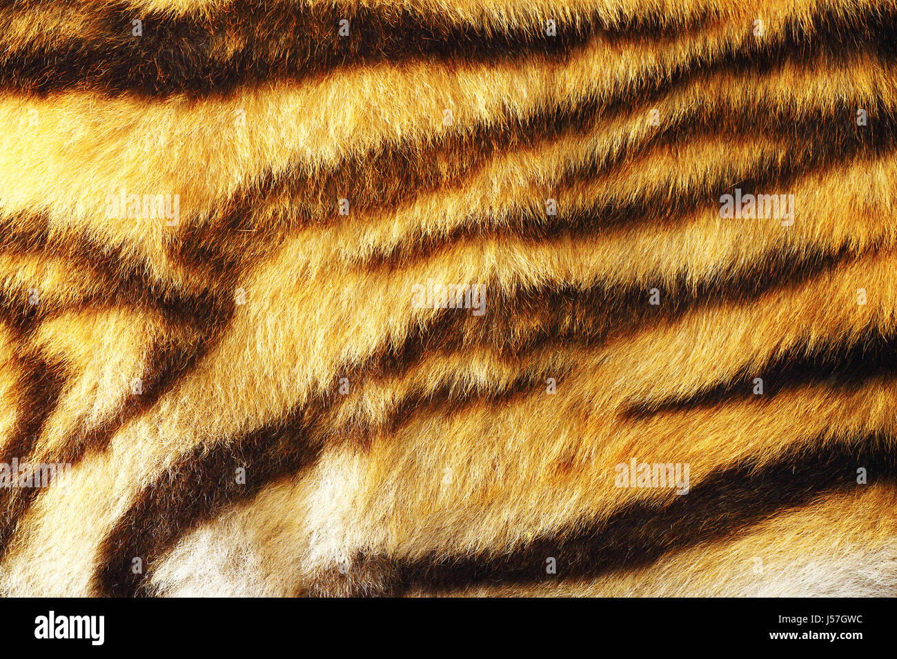 Dettaglio di coloratissimi tiger fur, animale pelt texture per il vostro design Foto Stock
