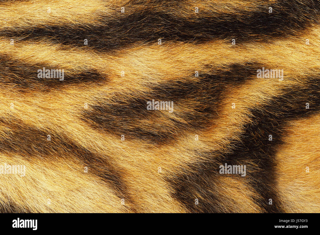 Dettagliata la pelliccia di tigre, animale pelt texture per il vostro design Foto Stock