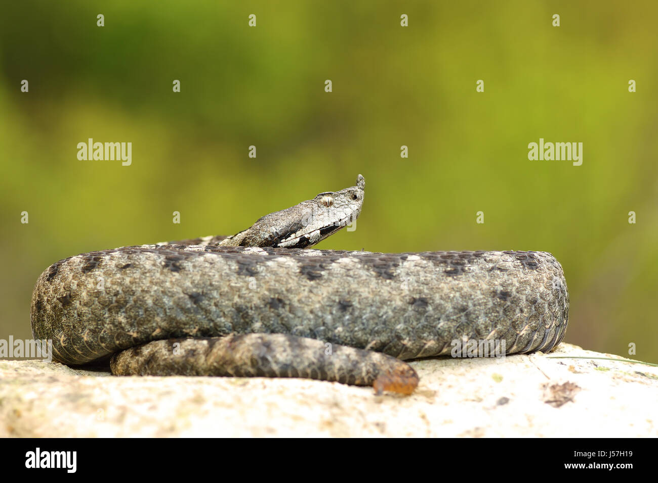 Grande maschio naso cornuto sommatore dalla Romania ( Vipera ammodytes ), il più pericoloso dei serpenti europei Foto Stock