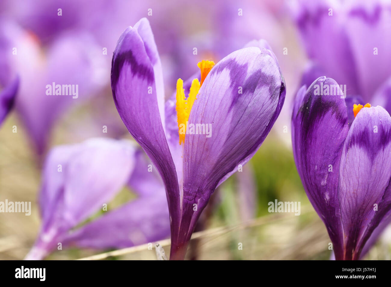 Macro immagine della molla lo zafferano selvatico ( fiore Crocus sativus ) Foto Stock