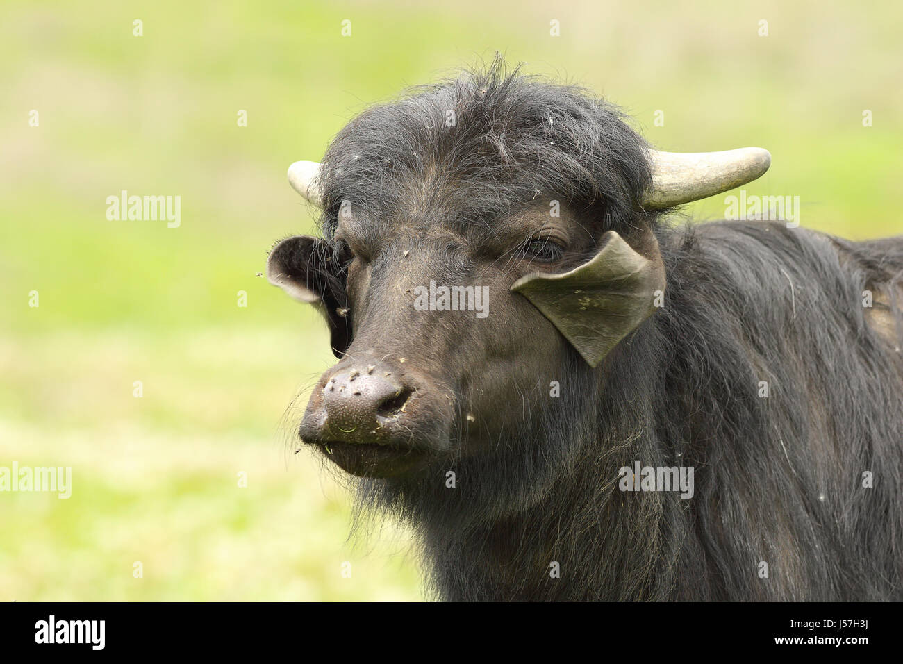 Ritratto di bufali domestici oltre al di fuori della messa a fuoco sfondo ( V - bufali, vitello ) Foto Stock