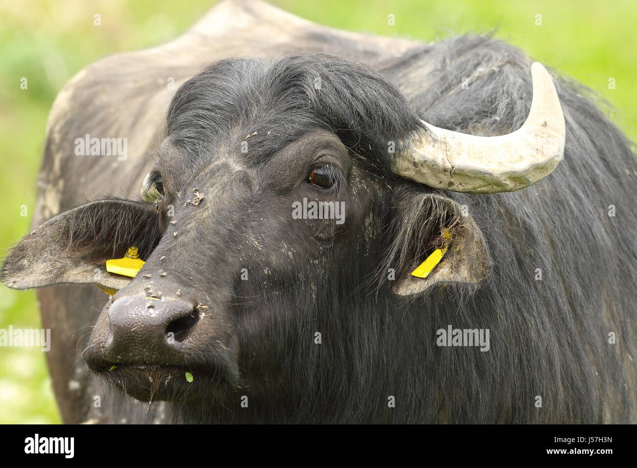 Ritratto di bufala ( Bubalus bubalis ) Foto Stock