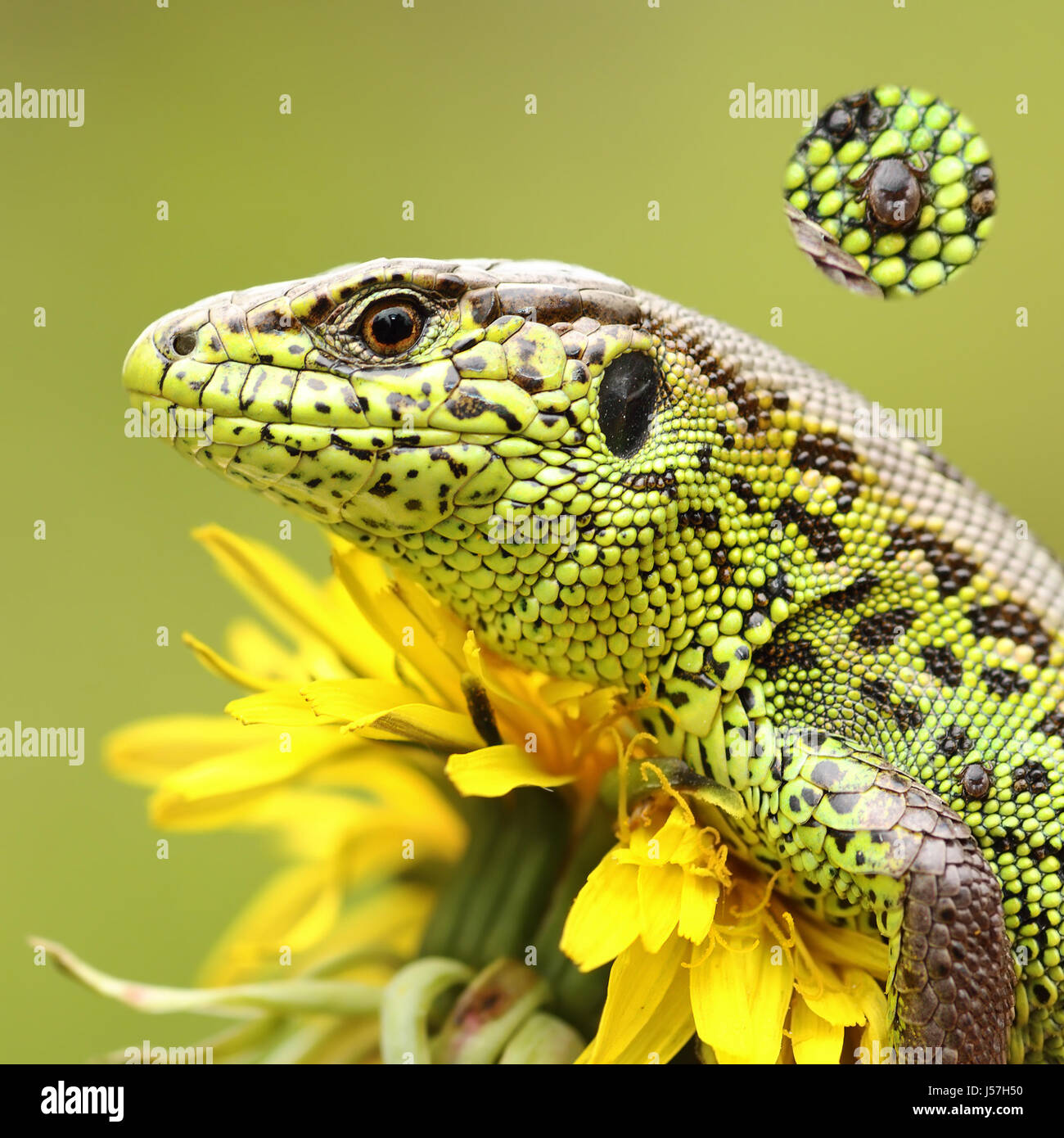 La spunta su sabbia pelle di lucertola ( Lacerta agilis ), maggiore dettaglio dell'aracnide inserito tra le scale Foto Stock