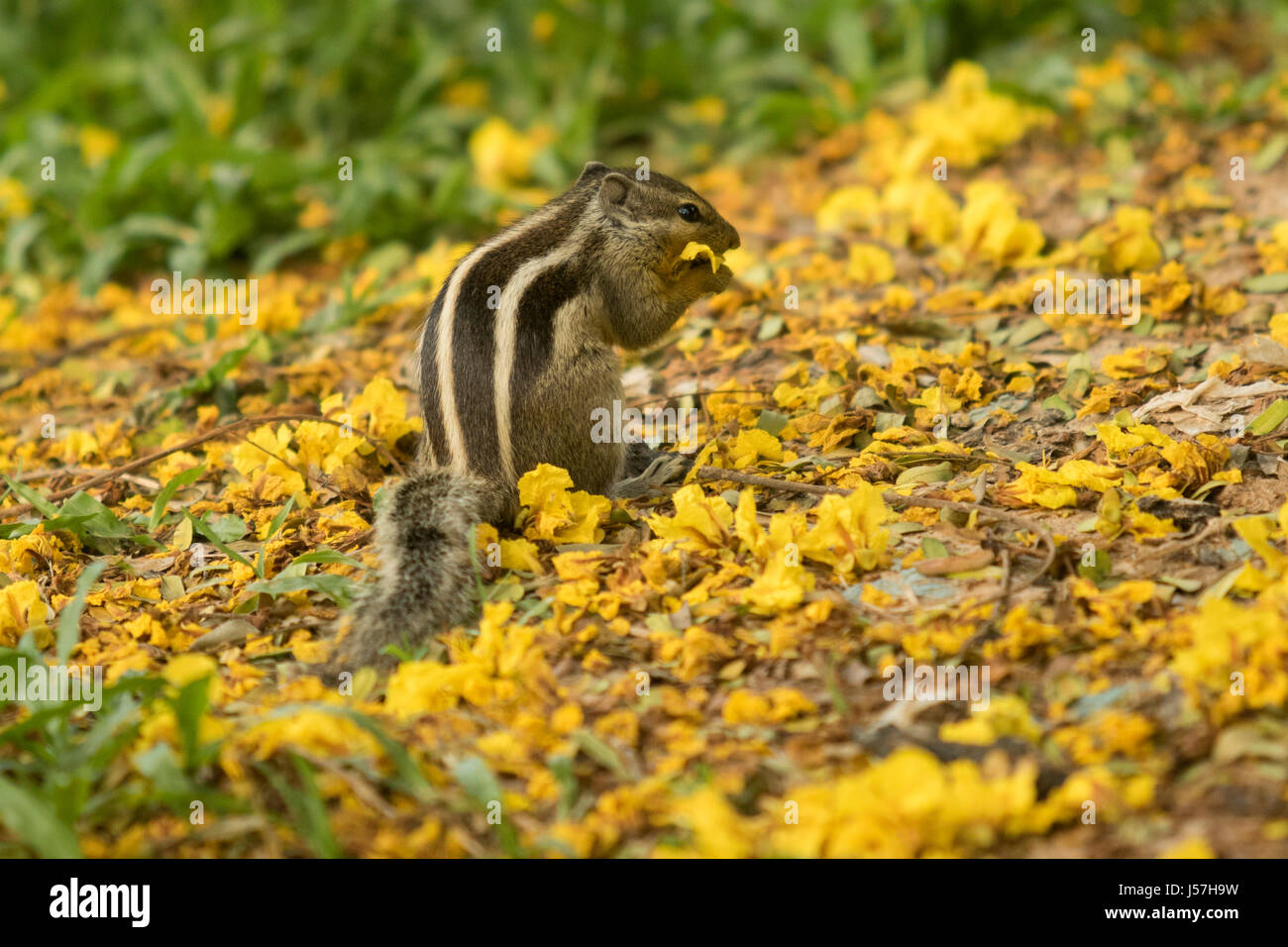 L'Indiano scoiattolo palm o a tre strisce scoiattolo palm a Ramna Park, a Dacca in Bangladesh Foto Stock