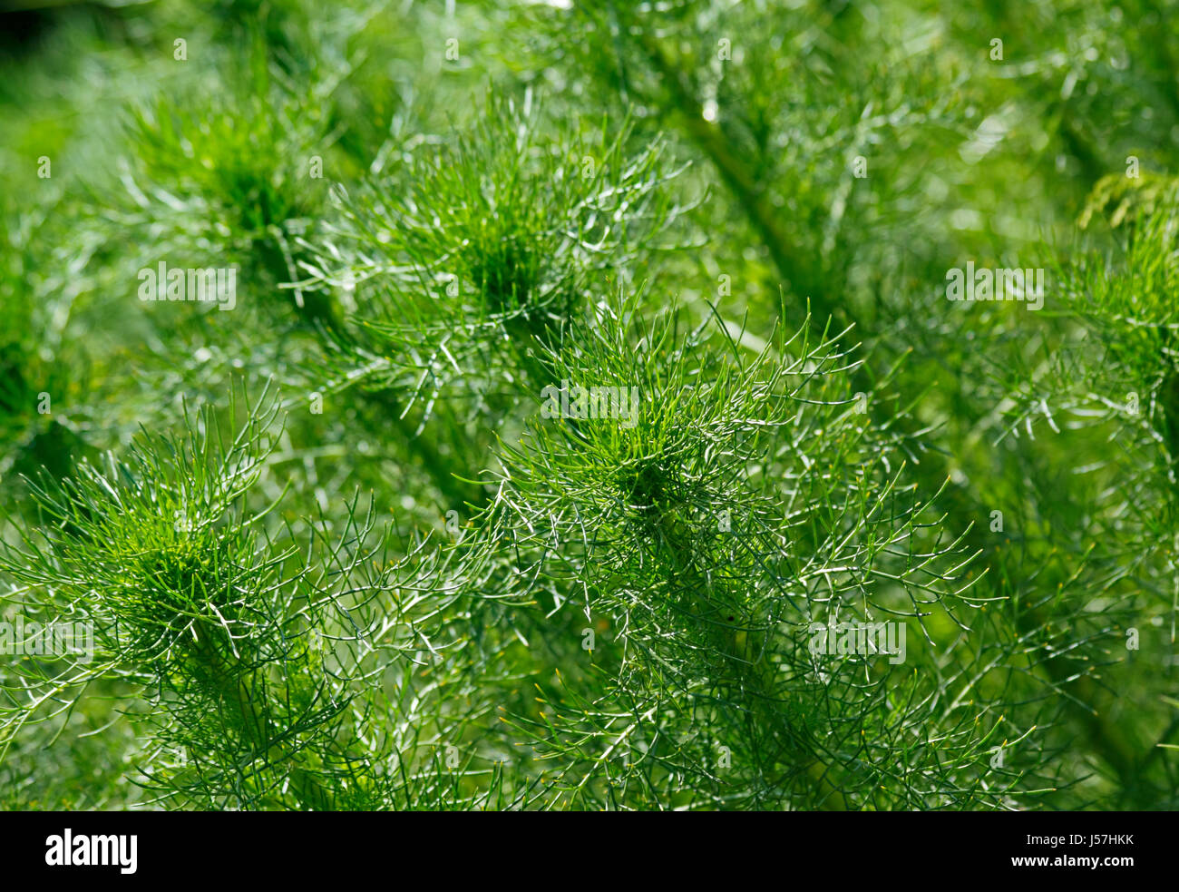 Piante verdi sfondo. Close-up. Telaio obliquo. Foto Stock