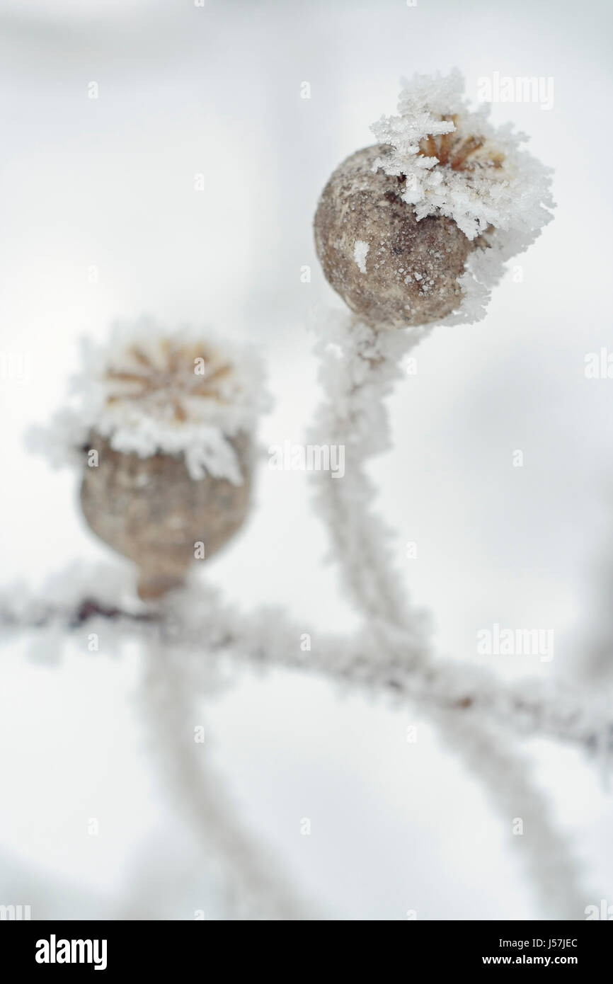 Primo piano della smerigliato papavero secco sacchi in inverno. Foto Stock