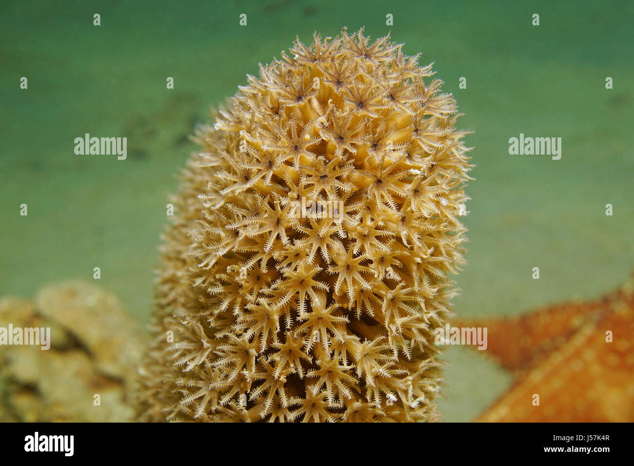 In prossimità di corallo polipi, Plexaurella split mare dei pori asta octocoral gorgonia, subacquea in Mar dei Caraibi Foto Stock