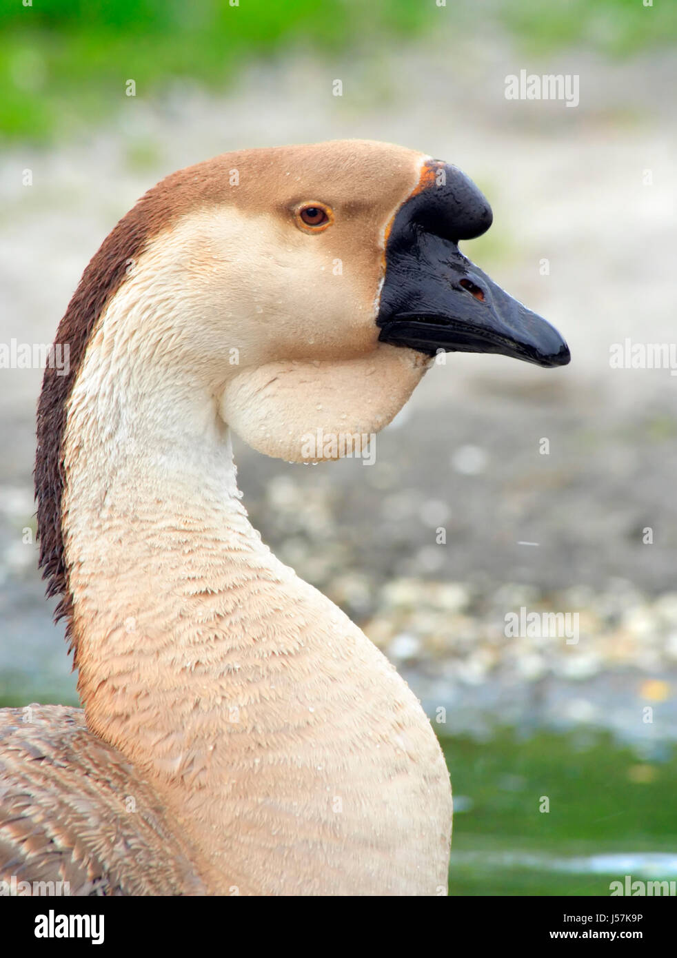 Ritratto di un domestico Swan Goose (Anser cygnoides) su uno sfondo sfocato Foto Stock