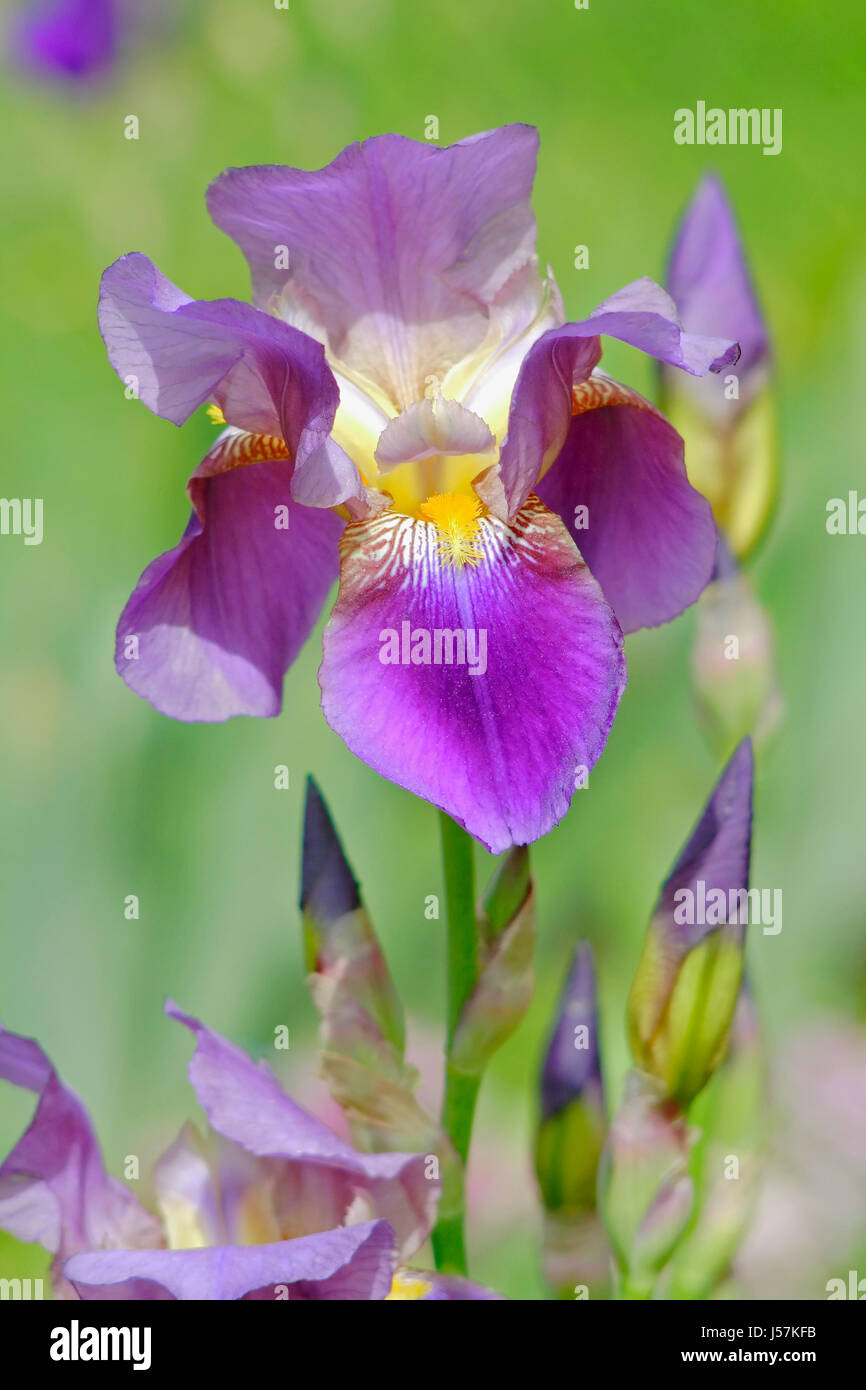 Close-up di fiori di iris (Iris sp.). Foto Stock