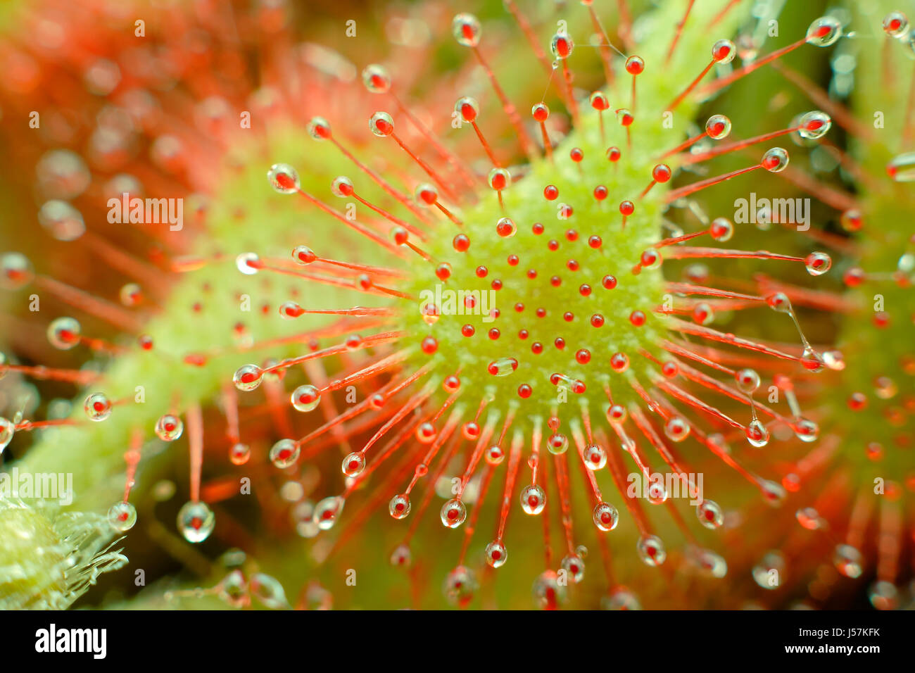Close-up: sundew (Drosera capillaris) foglie. Foto Stock