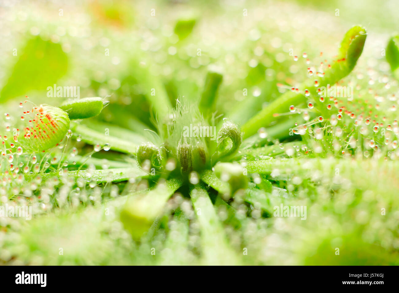 Close-up: sundew (Drosera capillaris) rosone centrale. Foto Stock