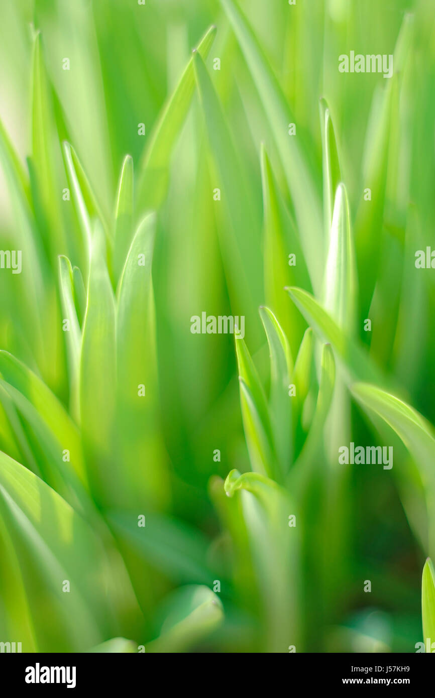 Daylily (Hemerocallis sp.) - foglie con limitata profondità di campo. Foto Stock