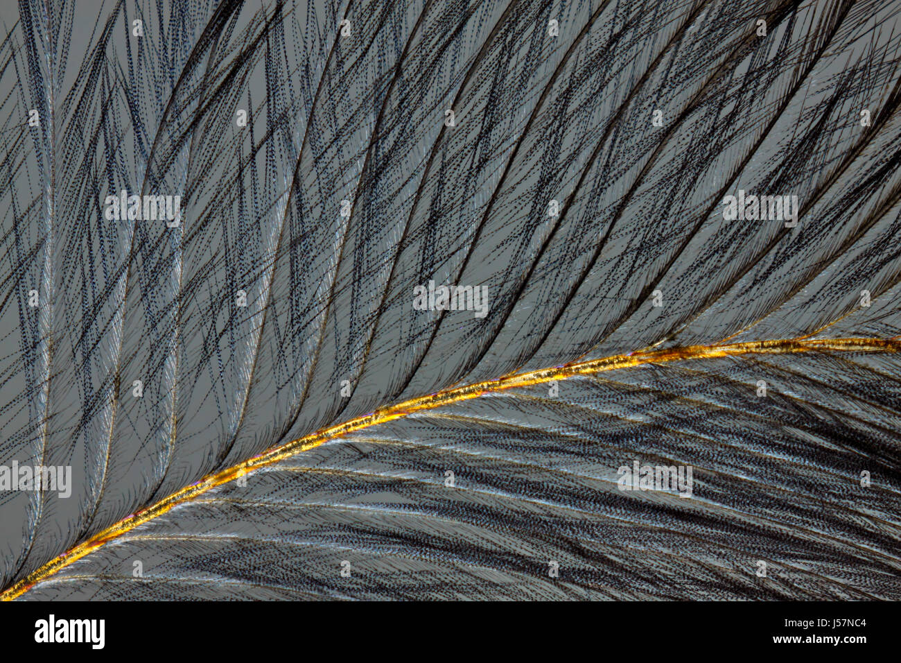 Vista al microscopio di un uccello di piuma. Luce polarizzata, parzialmente polarizzatori incrociati. Foto Stock
