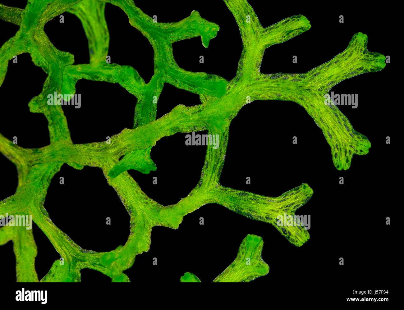 Vista microscopico di Crystalwort (Riccia fluitans thalli). Illuminazione a campo oscuro. Foto Stock