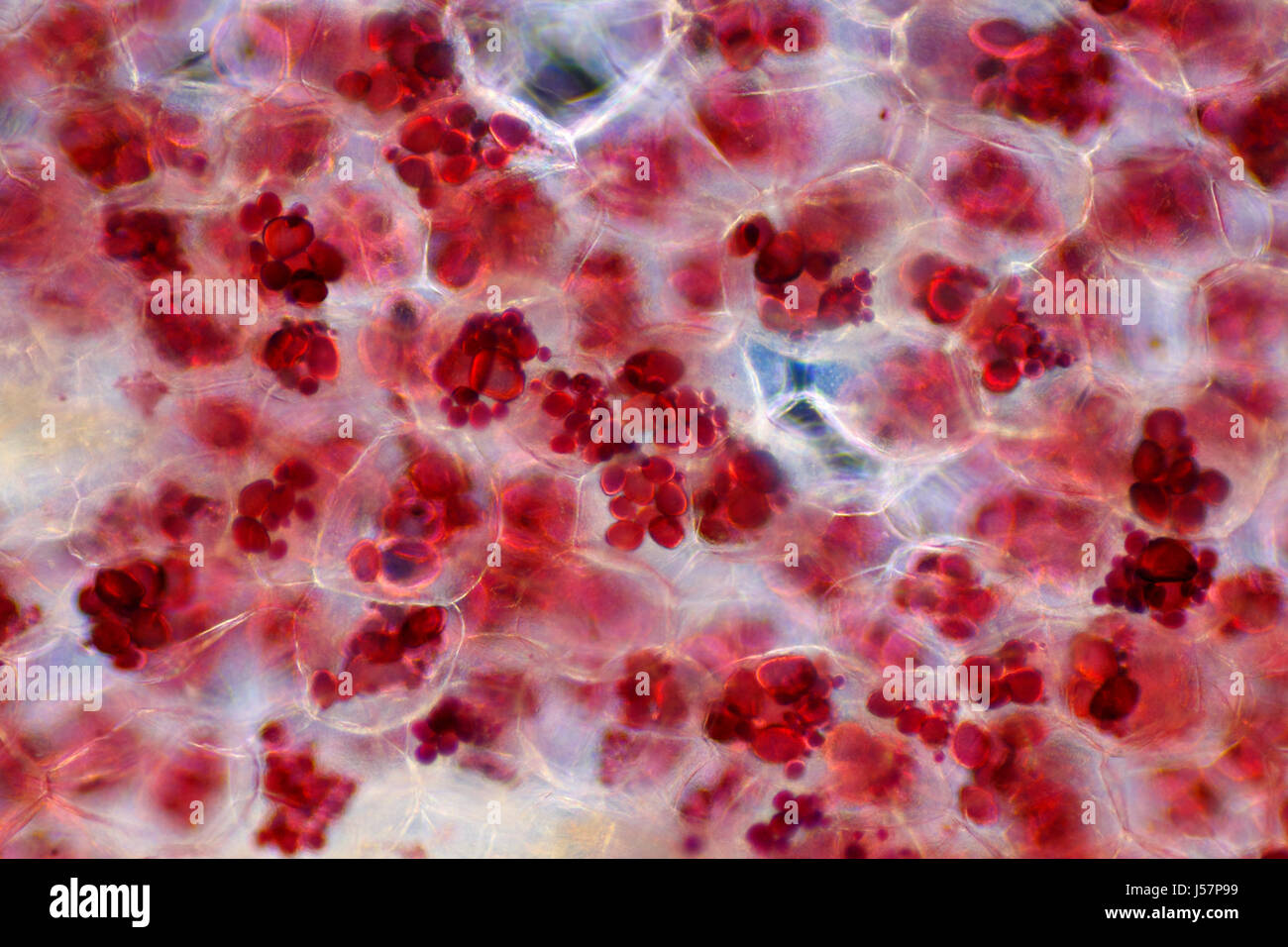 Vista al microscopio di un solido ceroso di fecola di patate nella patata  tubero cellule colorate con iodio. Illuminazione a campo oscuro Foto stock  - Alamy