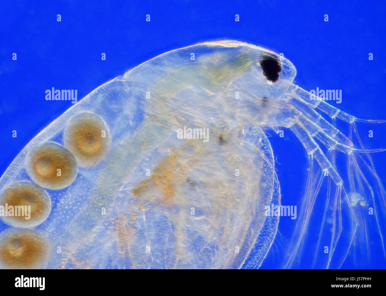 Vista microscopico di acqua dolce acqua flea (Daphnia magna). Femmina adulta con parthenogenetic uova. Rheinberg illuminazione. Foto Stock