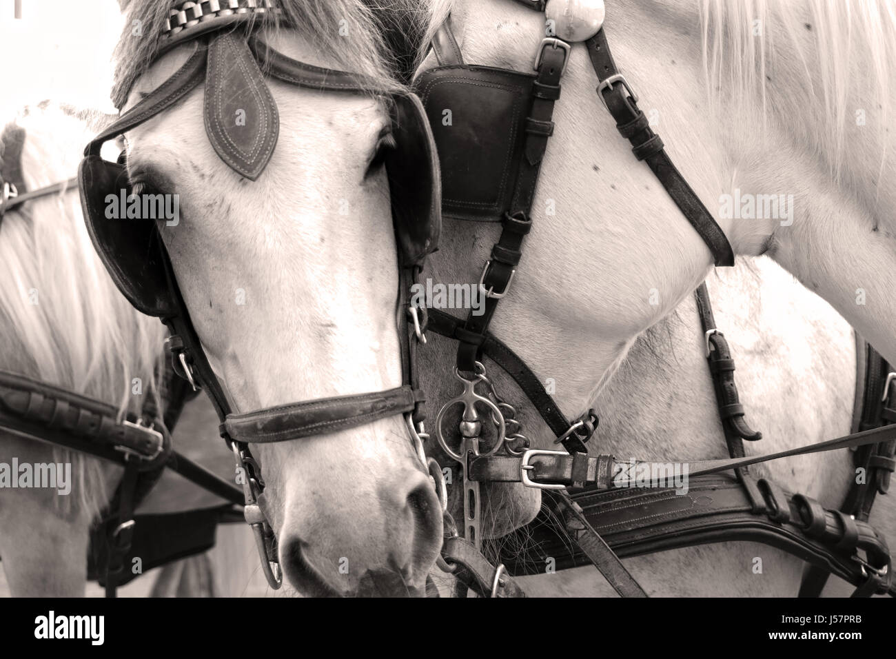 Black & White Horse Foto Stock