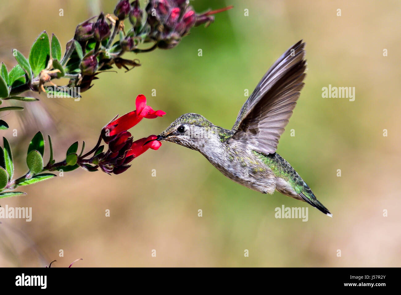 Anna's hummingbird Foto Stock