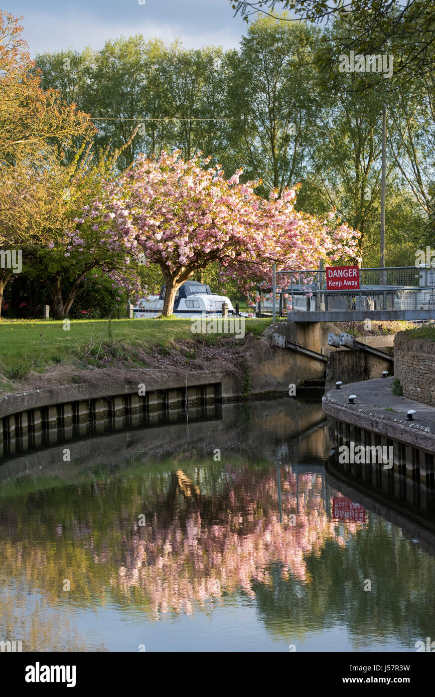 Fioritura ciliegio da Buscot lock sul Fiume Tamigi. Buscot, Oxfordshire, Inghilterra Foto Stock