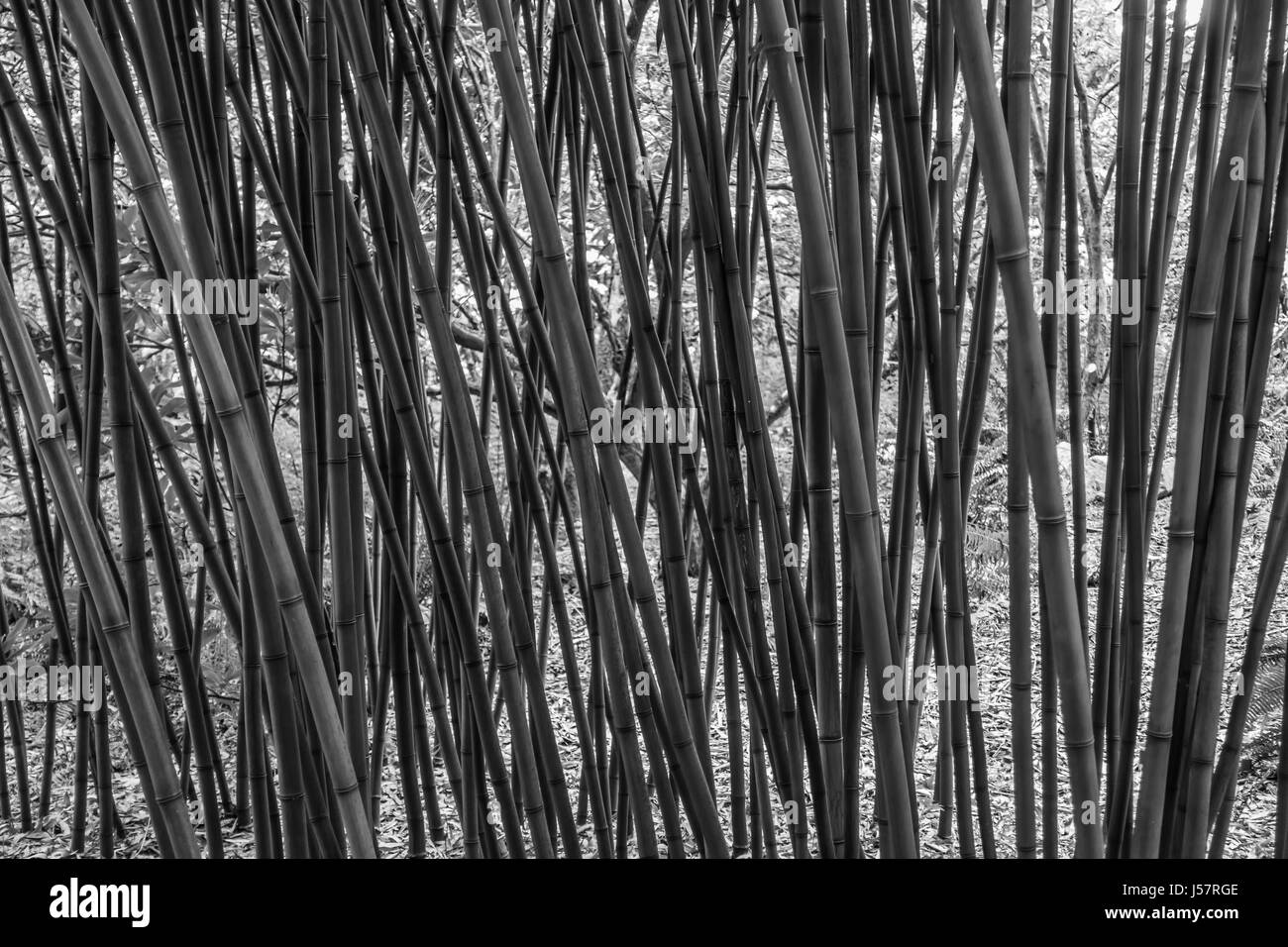 Un primo piano colpo di germogli di bambù. Sfondo o texture. Foto Stock