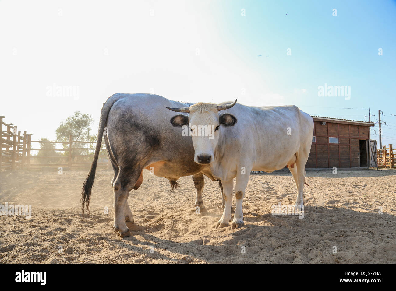 Un toro e una mucca in un dolce data presso l'azienda. Il toro sorge zoccolo  e rende la polvere Foto stock - Alamy