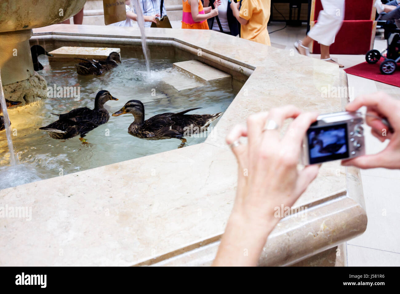 Orlando Florida,International Drive,The Peabody Orlando,hotel hotel hotel alloggio motel inn,Duck March,lobby,fontana,anatre,animali,uccelli,digita Foto Stock