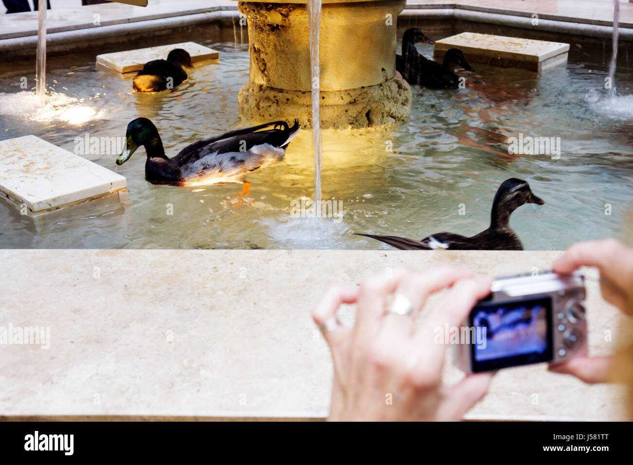 Orlando Florida,International Drive,The Peabody Orlando,hotel hotel hotel alloggio motel inn,Duck March,lobby,fontana,anatre,animali,uccelli,digita Foto Stock