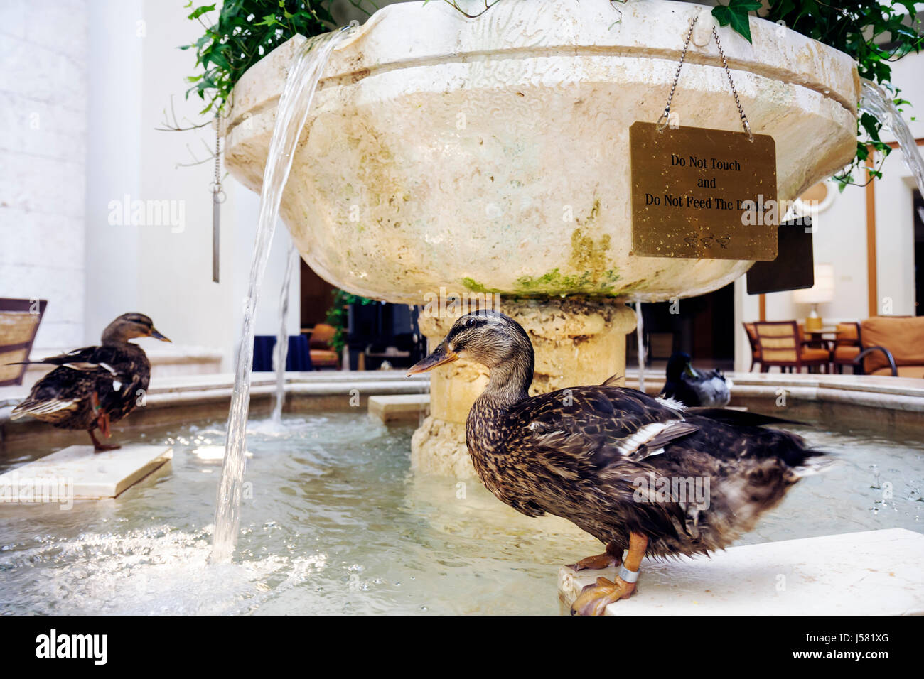 Orlando Florida,International Drive,The Peabody Orlando,hotel hotels hoteling inn motel motel,Duck March,hall,Tradition,mallard,animal,bird birds,mas Foto Stock