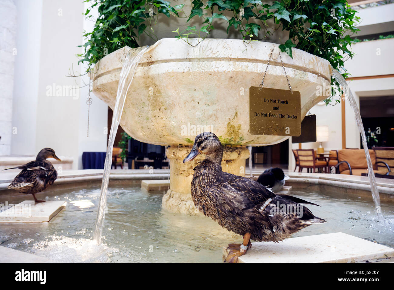 Orlando Florida,International Drive,The Peabody Orlando,hotel,Duck March,lobby,tradizione,mallardo,animale,uccello,mascotte,fontana,FL080824015 Foto Stock
