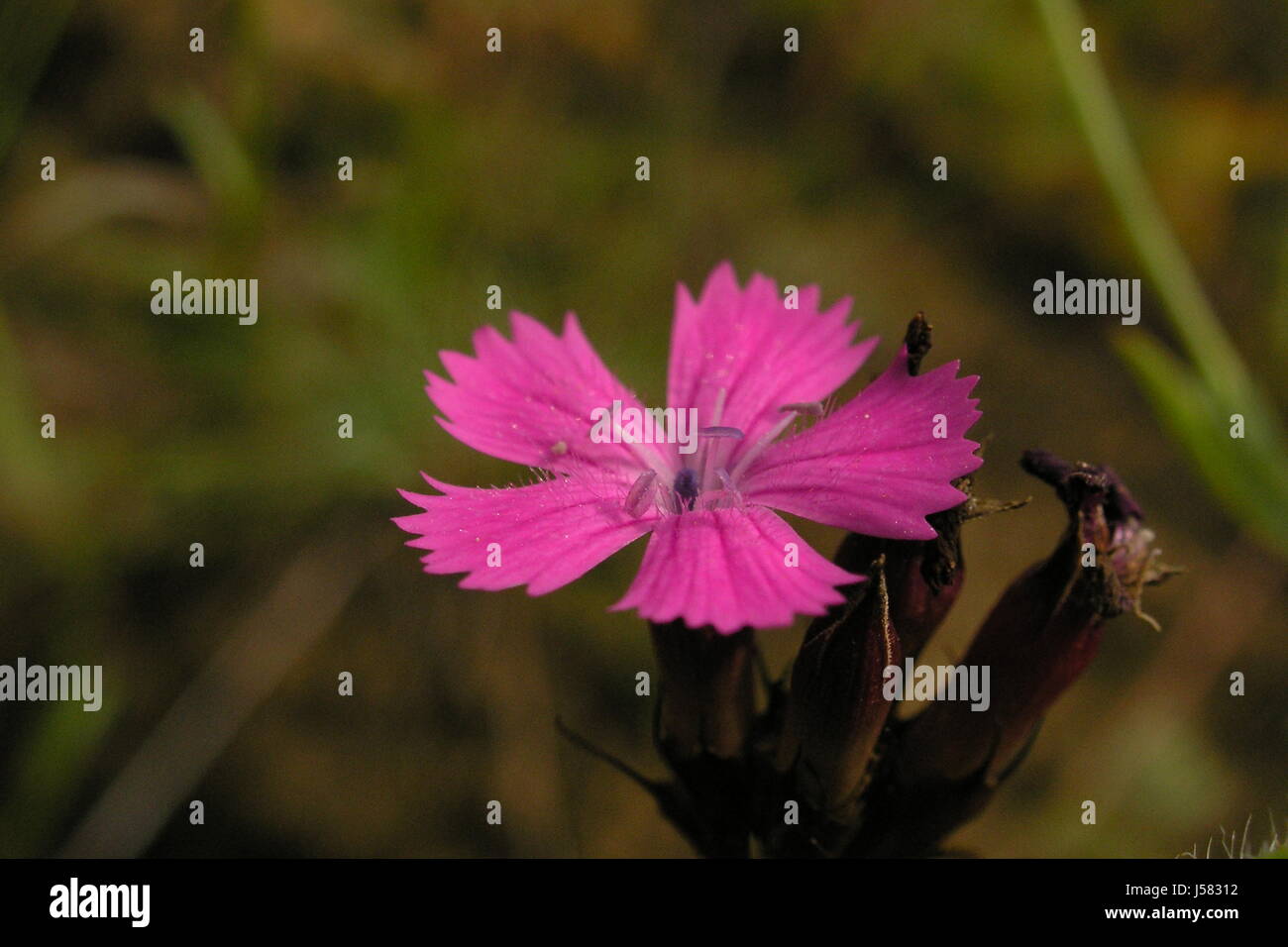 Piante e fiori di garofano fiore bloom fiorire fiorente foglie piccole pelose Foto Stock